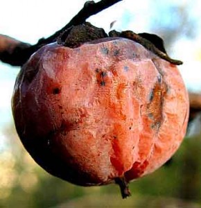 rotten-fruit-pomgrenade
